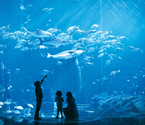 The Lost Chambers Aquarium